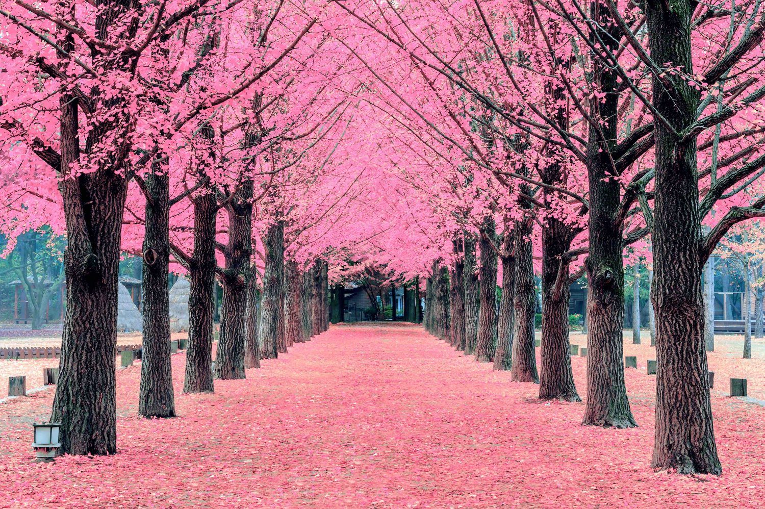 6D Korea Plus Petite France ( Starting from Rp 13.300.000 )